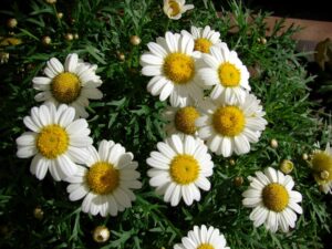 Read more about the article Rumianek pospolity (Matricaria chamomilla)